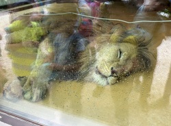 IMG_1700